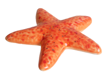 Load image into Gallery viewer, Starfish Tag
